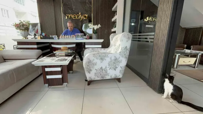 Batman’da Bir Matbaa İşletmesi Sokak Kedilerine Yuva Oldu