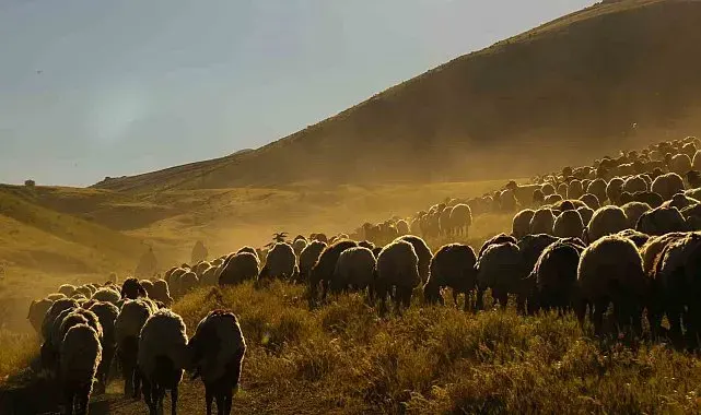 Tatvan'da sürülerin tozlu yayla yolculuğu eşsiz manzaralar oluşturdu