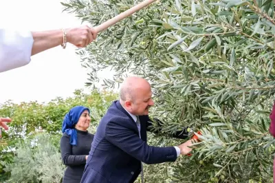 Aydın Valisi Osman Varol Dünya Kadın Çiftçiler Günü'nde Zeytin Hasadına Katıldı