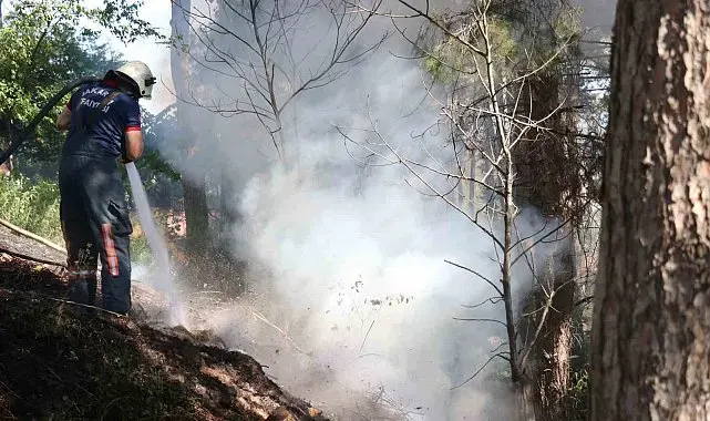 Sakarya'da ağaçlık alanda korkutan yangın