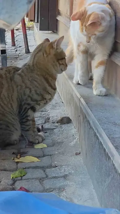 Edirne'de Sıra Dışı Dostluk: Tekir Kedi Fareyi Korumak İçin Nöbet Tuttu