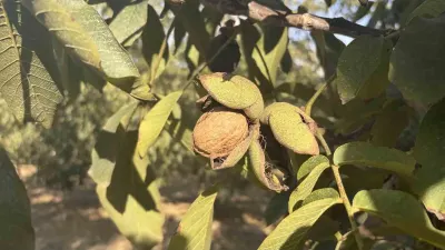 Osmaniye'de Devasa Ceviz Bahçesinde Hasat Mesaisi Başladı