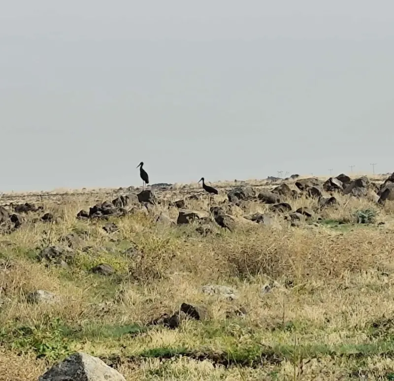 Diyarbakır'da Leylek Göçü Başladı Ve Kara Leylekler İlgi Ocağı Oldu