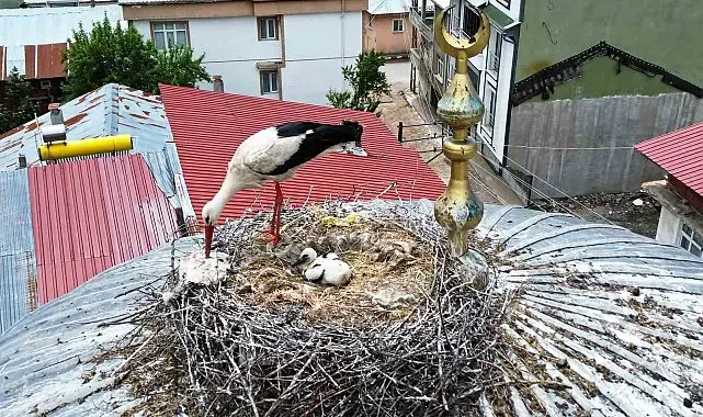 25 yıl sonra ilçeye gelen leylek ailesinde 1 yavru sağ kalabildi
