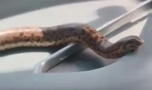 Elazığ'da bir vatandaş, yakaladığı yılanı traktörle gezdirdi