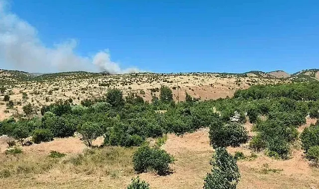 Dicle'de ağaçlık alanda yangın