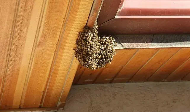 Sayıları her geçen gün artan binlerce arı, 1 santimlik delikten girdikleri çatıya oğul attılar