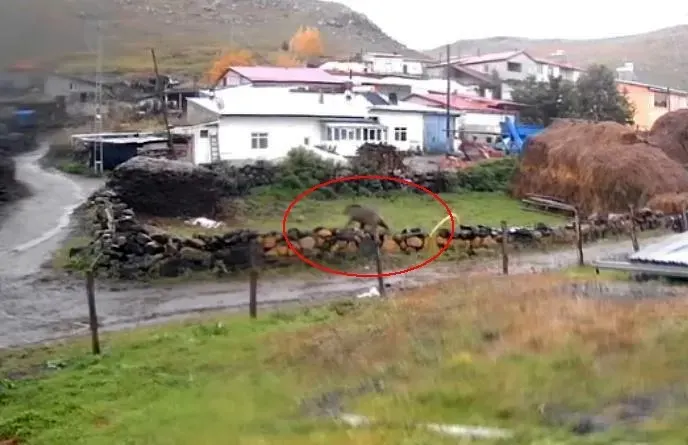Ardahan Ölçek Köyünde Gündüz Vakti Görülen Bozayı Tedirginlik Yarattı