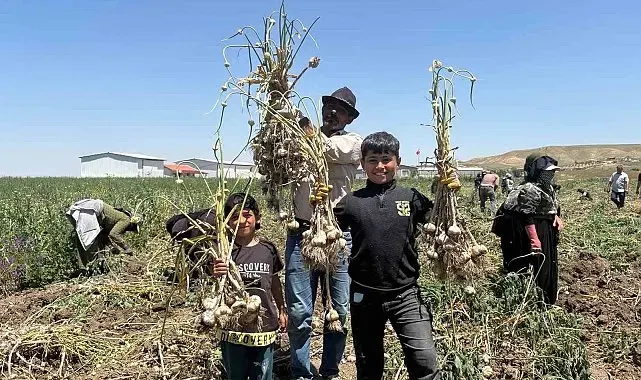 Başkentte alternatif tarımın yeni ürünü: İlk kez yetiştirilen sarımsakta 350 tonluk rekolte