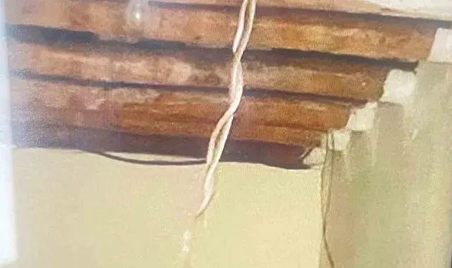 Hakkari'de yılan paniği