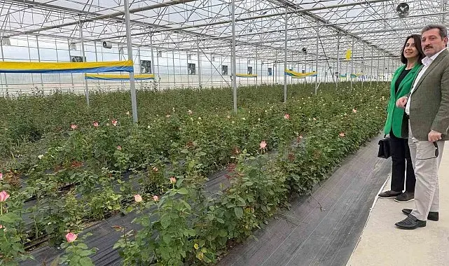 Bafra'da sera yatırımları artıyor