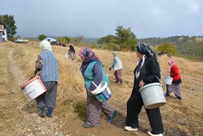 Manisalı Kadınların Dağlardan Topladığı Çitlembik Aile Bütçesine Katkı Sağlıyor