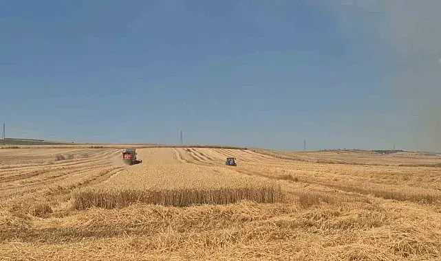 Alevlerle biçerdöver yarışı: Yangının dibinde zamanla yarış
