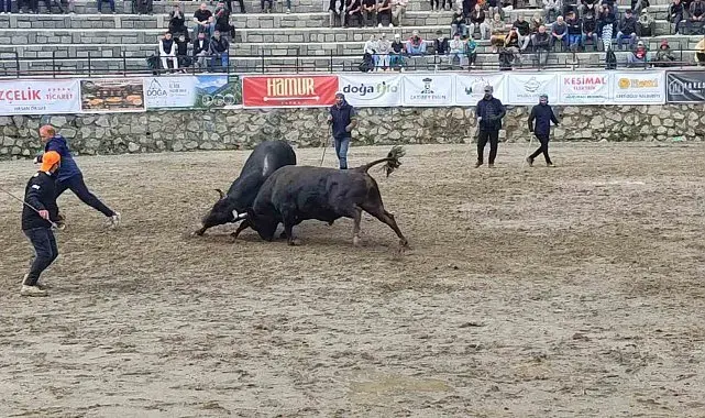 Ayder'de boğa güreşleri sağanak yağışa rağmen heyecanlı başladı