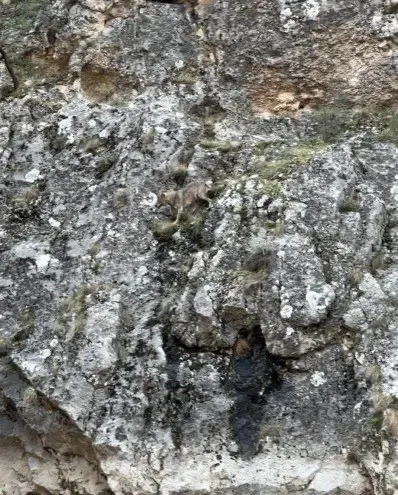 Erzincan Aydınlık Kanyonu’nda Kurtlar Ve Yaban Keçilerinin Mücadelesi Kamerada