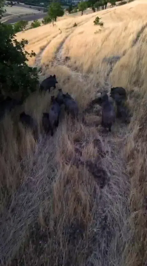 Tunceli Çemişgezek'te Görüntülenen Domuz Sürüsü Üreticileri Tedirgin Etti