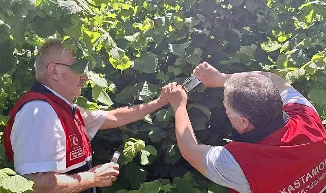 Kahverengi kokarcaya karşı samuray arısı doğaya salındı