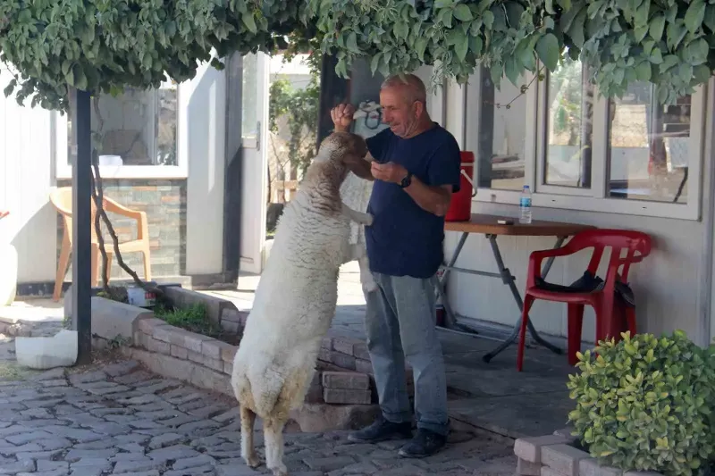 Şanlıurfa'da Bekçi İle Kuzunun Sıra Dışı Dostluğu Yürek Isıttı