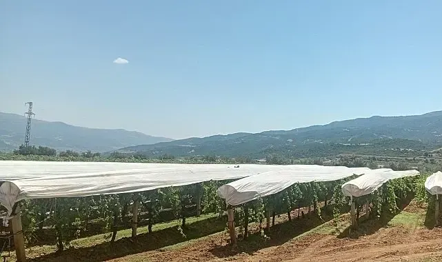 Sarıgöl Ovası beyaza bürünmeye başladı