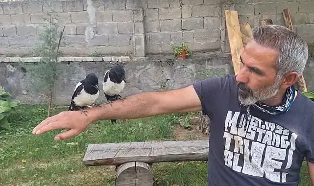Erzincan'da ağaçtan düşen yavru kuşları sahiplenerek doğaya kazandırıyor