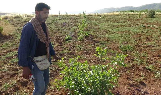 Gercüş'te fıstık aşılama mesaisi başladı