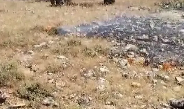 Gercüş'te korkutan yangın: Köyün geçim kaynağı ekili alanlar son anda kurtarıldı