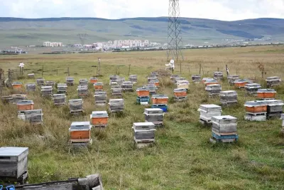 Ardahan Arıcılarında Kış Mesaisi Başladı