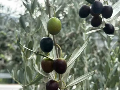 Bursa Tarımında 290 Bin Tonluk Zeytin Rekoltesi Beklentisi