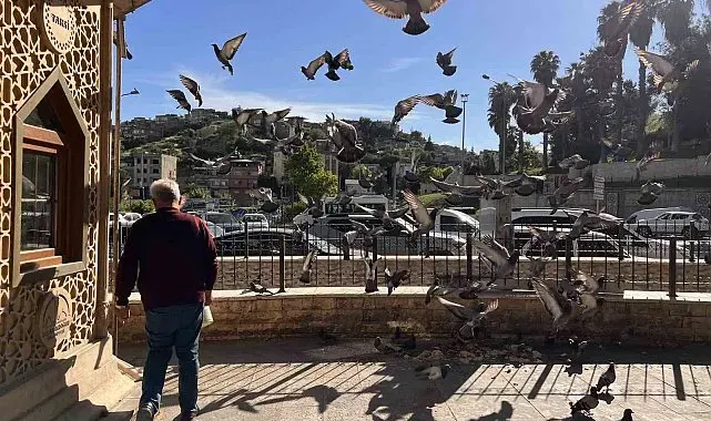 Kahramanmaraş'ta taksici esnafının yol arkadaşı güvercinler