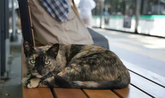 Tramvay durağını mesken tutan kedi, herkesin neşe kaynağı oldu