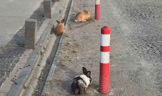 Atakum sahilinde tavşanlar dikkat çekti