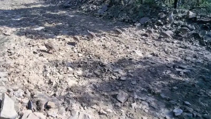 Tekirdağ Ganos Dağları'nda Keklik Sürüsü Fotokapana Yansıdı