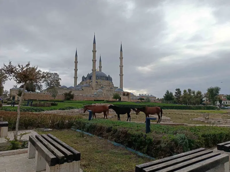 Edirne Selimiye Meydanı'nda Başıboş Atlar Şaşkınlık Yarattı