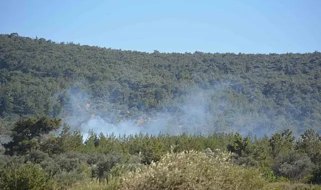 Ayvalık'ta çiftlik yangını ormana sıçradı