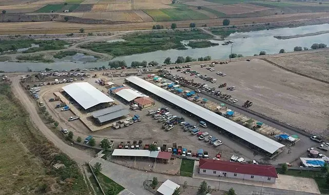 Erbaa'da koyun çiçek hastalığı nedeniyle hayvan pazarı kapatıldı