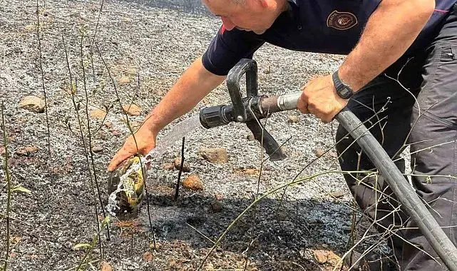 Yangının ortasında kalan kaplumbağayı suyla serinlettiler