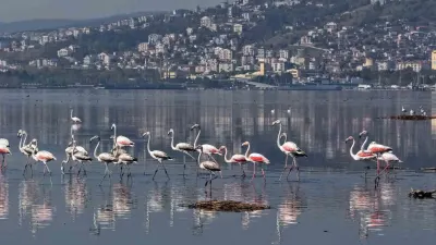 İzmit Körfezi’nin Zarif Misafirleri Flamingolar İlgi Odağı Oldu