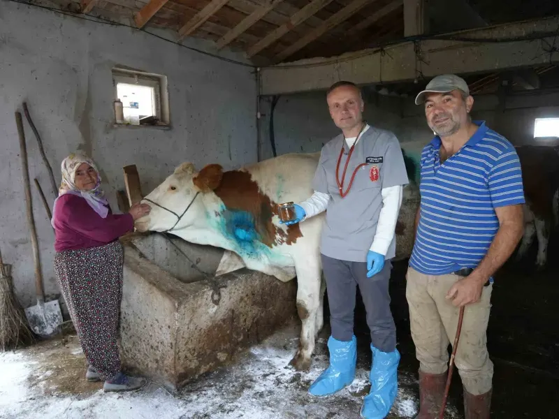 Kastamonu’da Yemek Borusuna Armut Kaçan Gebe İnek Başarılı Operasyonla Hayata Döndü