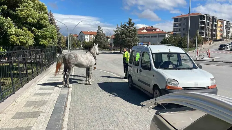 Karaman'da Kaçan At Seyir Halindeki Otomobile Arkadan Çarptı