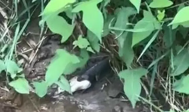 Artvin'de yılanın balık avı kamerada