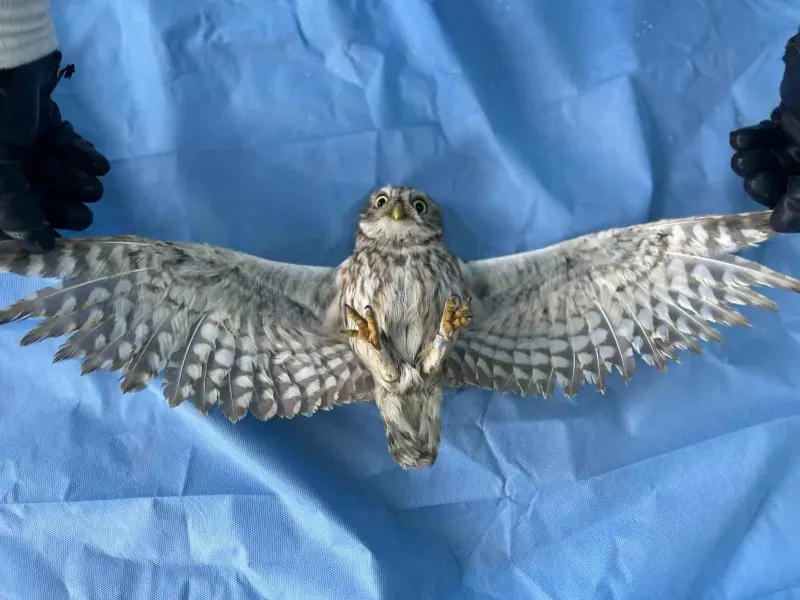 Van YYÜ'de Tedavi Edilen Yüzlerce Yaban Hayvanı Doğaya Bırakıldı