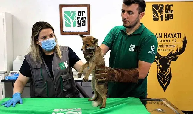 Trafik kazasında yaralanan yavru tilki Ormanya'da şifa buluyor