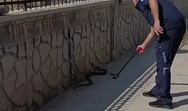Hastane yanında görülen yılan paniğe neden oldu