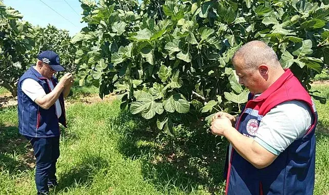 Kuyucak'ta incir üreticilerine zararlı uyarısı