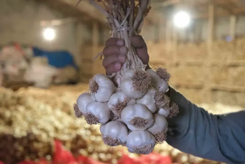 Üyük Sarımsağı Coğrafi İşaret Tescili Aldı