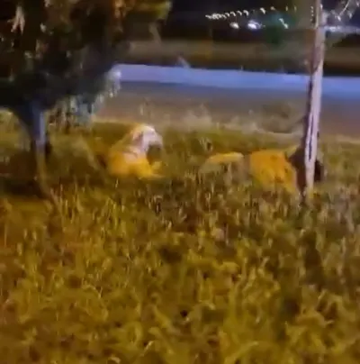 Köpekler Saldırmıyor Derken Kameraya Yakalandı
