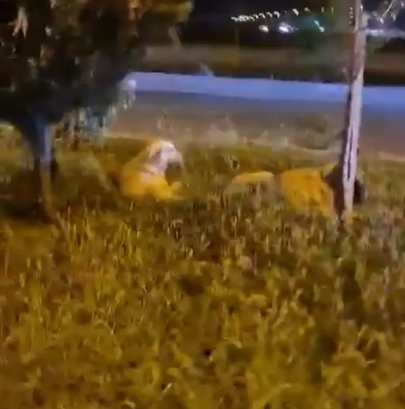 Köpekler Saldırmıyor Derken Kameraya Yakalandı