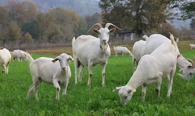 Yüzde 75 hibeyle tarlada verim arttı, üreticinin yüzü güldü
