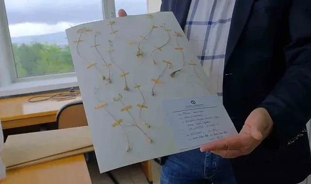 Anadolu Üniversitesi'nden dünya literatürüne iki yeni endemik tür