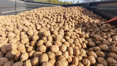 Edirne İpsala Karaağaç Köyünde 400 Ton Ceviz Rekoltesi Beklentisi